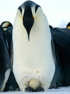 3d33b3467c29fb8b9836cdc8e957b821-emperor-penguins-king-penguin.jpg