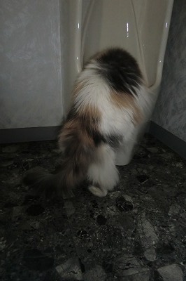 CIMG0348.jpg