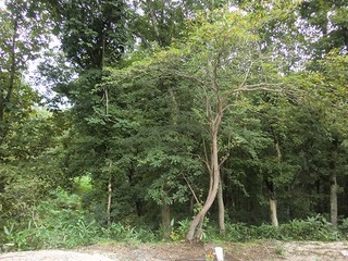 CIMG0601.jpg