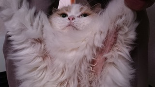 DSC_0008.jpg