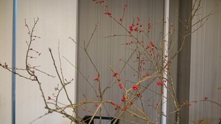 DSC_0337.jpg