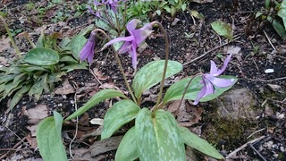 DSC_0364.jpg