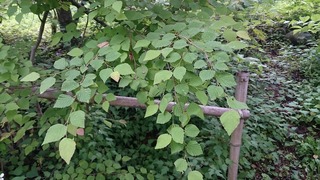 DSC_0988.jpg