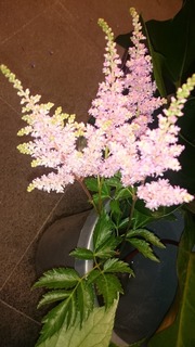 DSC_1038.jpg
