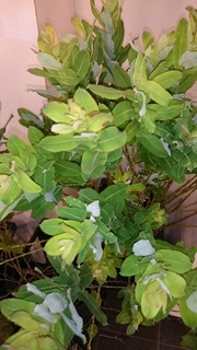DSC_1583.jpg
