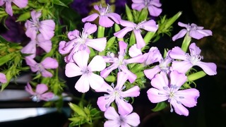 DSC_1685.jpg