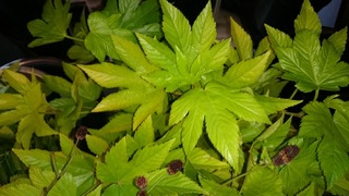 DSC_1883.jpg