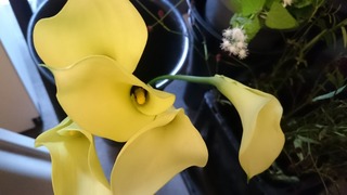 DSC_1885.jpg