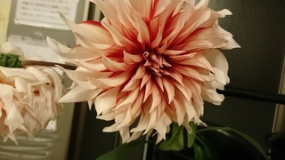DSC_2169.jpg