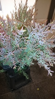 DSC_2182.jpg