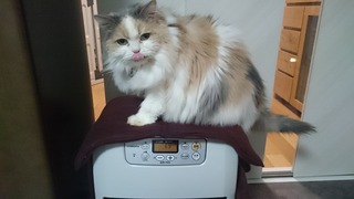 DSC_3452.jpg