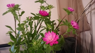 DSC_3631.jpg