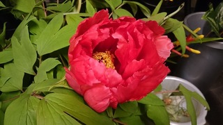 DSC_3786.jpg