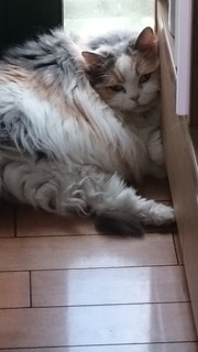 DSC_4381.jpg