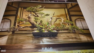 DSC_4964.jpg