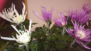 DSC_5198.jpg