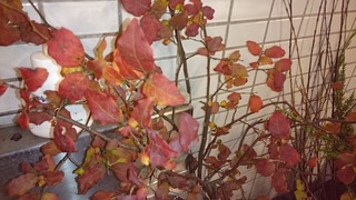DSC_5200.jpg