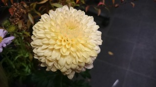 DSC_5840.jpg