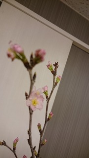 DSC_6880.jpg