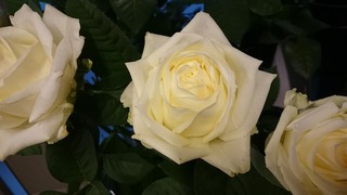 DSC_7316.jpg