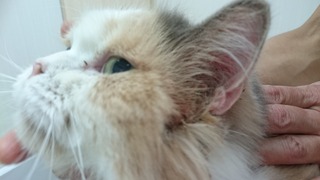 DSC_7334.jpg