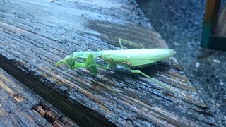 DSC_7832.jpg