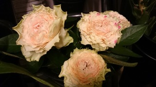 DSC_8074.jpg