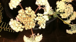 DSC_8075.jpg