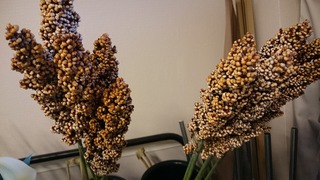 DSC_8113.jpg