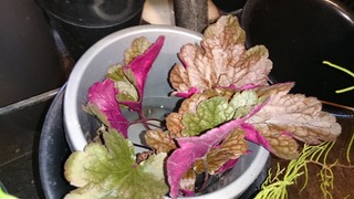 DSC_8122.jpg