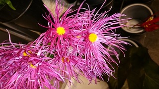 DSC_8368.jpg