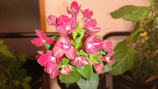 DSC_8544.jpg