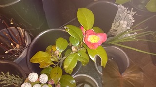 DSC_8557.jpg