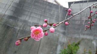 DSC_8619.jpg