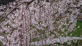 DSC_8705.jpg