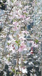 DSC_8712.jpg
