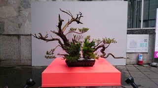 DSC_8835.jpg