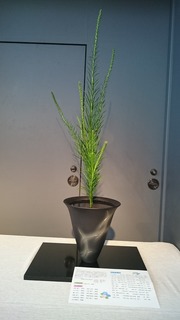 DSC_9376.jpg