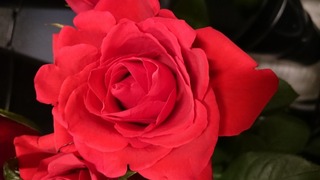 DSC_9558.jpg