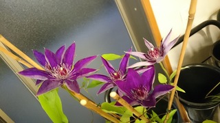 DSC_9611.jpg