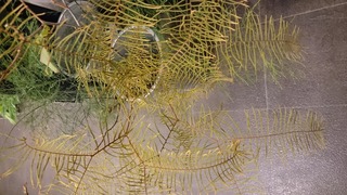 DSC_9620.jpg