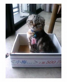 E5B08FE6A28520032-thumbnail2.jpg