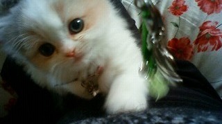 E794BBE5838F20061-thumbnail2.jpg
