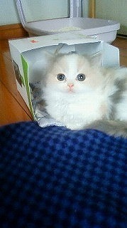 E794BBE5838F20062-thumbnail2.jpg