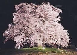 sakura.jpg
