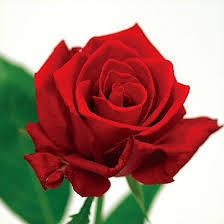 yjimage98T17TRL.jpg